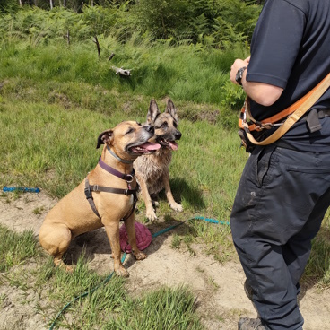 Basic Obedience training taking place in Newlands Corner in Surrey