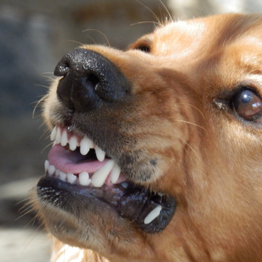 Golden retriever snarling