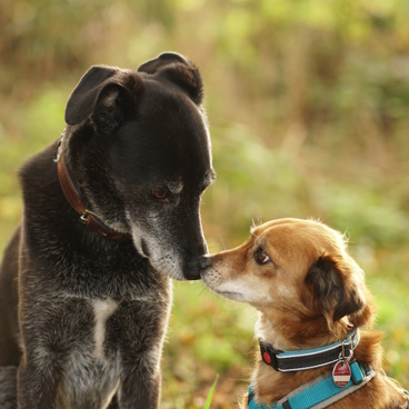 Rescue dog meeting an owners dog for the first time walking on MOD land in Prbright