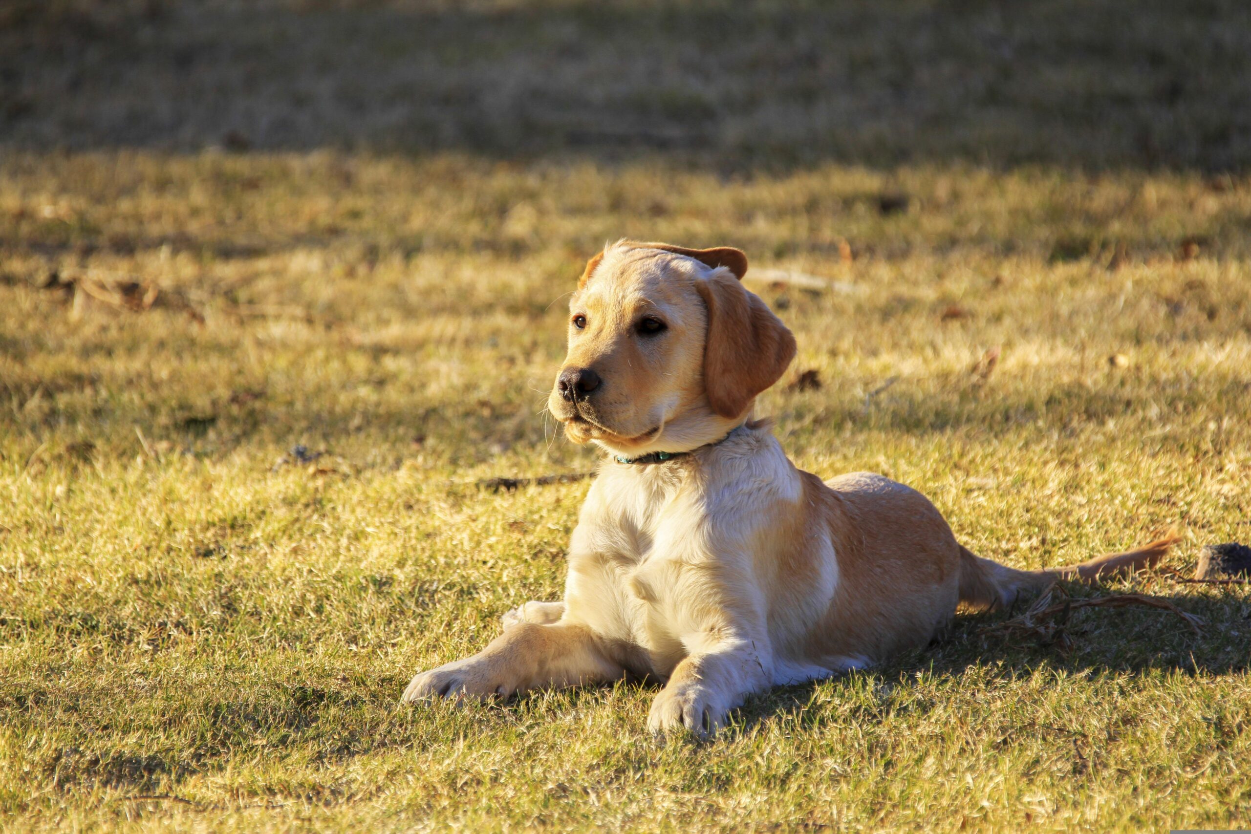 Puppy Golden Retriever lying down in grassland in the summer