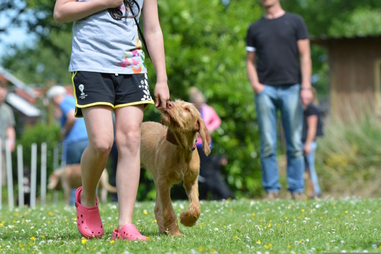 Dog walking on a lose lead next to owner at an outdoor training session