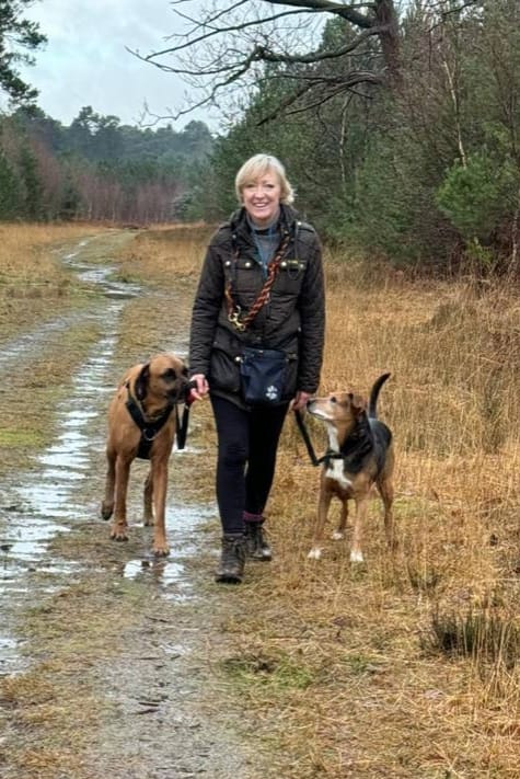 Dogs walking side by side with owner on a loose lead