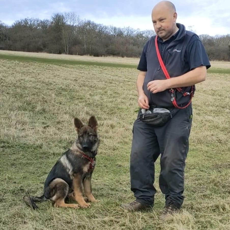 Training with a 14 week old German Sheppard puppy in an open field in Surrey